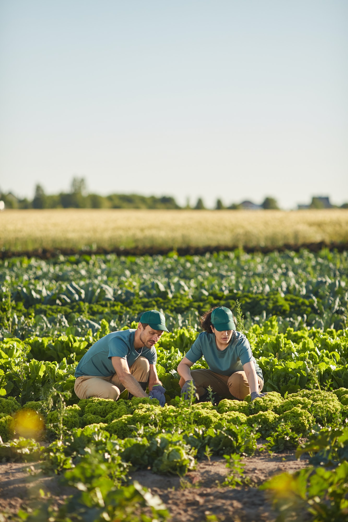 Two People Working at Vegetable Plantation